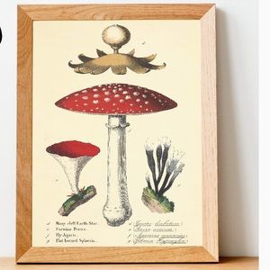 Wall Art Mushroom Fungi Farmhouse Collage art 6x4” Reversible Print 4 cards